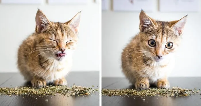 I Take Photos Of Cats High On Catnip, And It's Sooo Much Fun (19 Pics)