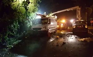 A Few Days Ago A Tree Fell In Our Front Yard (Please Read Description)