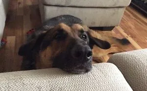Dogs