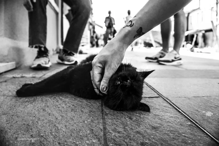 Bacco Catisfied