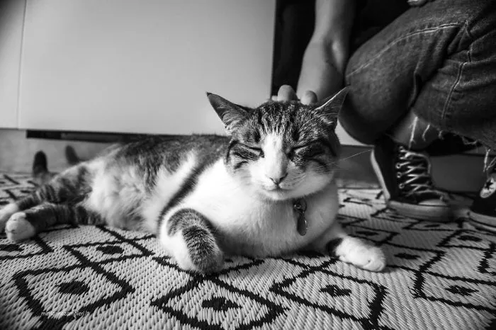 Prugna Catisfied