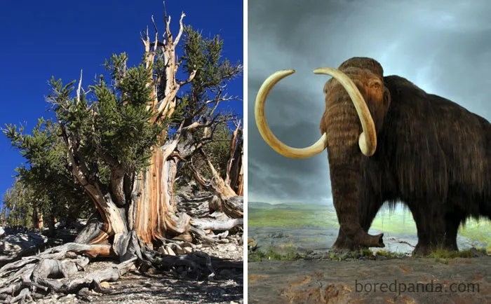 Today's Oldest Living Tree (A Bristlecone Pine) Was Already 1,000 Years Old When The Last Wooly Mammoth Died