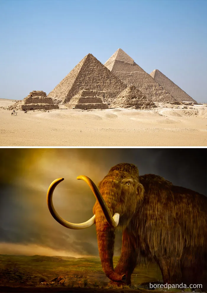 Woolly Mammoths Were Still Alive While Egyptians Were Building The Pyramids (2660 BCE)