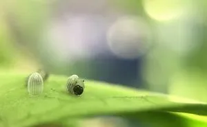 I Caught A Monarch Caterpillar Hatching From Its Egg