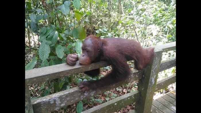 Playful Orangutan Poses For The Cameras