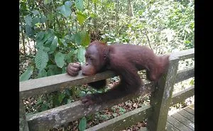 Playful Orangutan Poses For The Cameras
