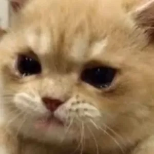 tontonfriends