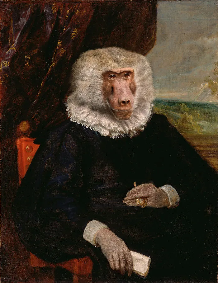 Senor Baboon