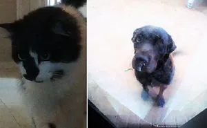 These Are My Beautiful Pets