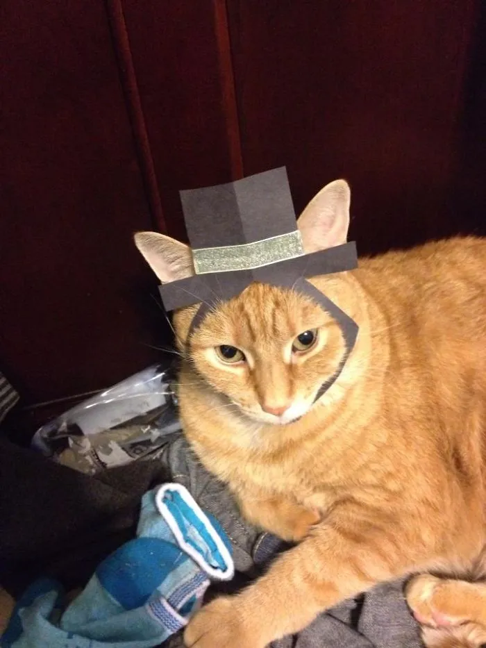 Halloween Costumes For Cats