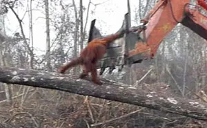 Lone Orangutan Fights Back In A Heartbreaking Video As Loggers Destroy His Home