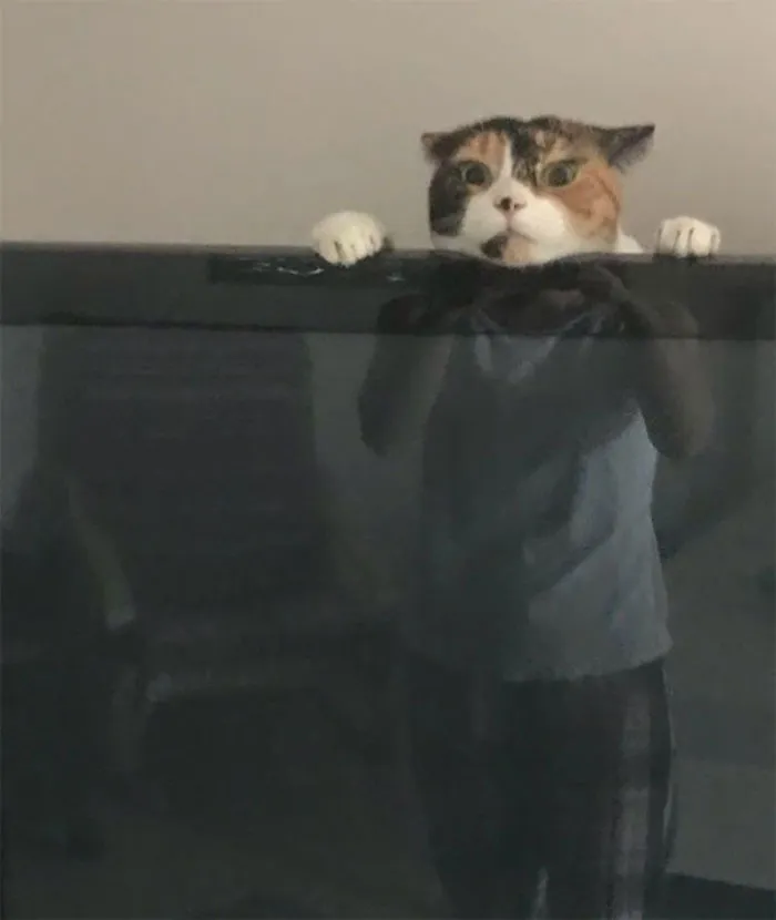 My Wife Just Texted Me This Picture Of Our Cat Playing Behind The TV