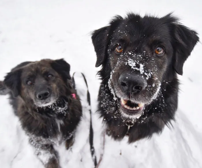 Sierra And Dakota