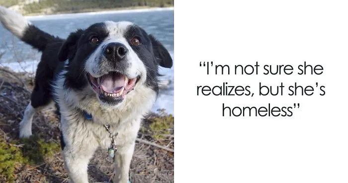 This Photographer Turns Dogs Into Models So They Would Get Adopted Quicker, And Pirate Is The Badass One