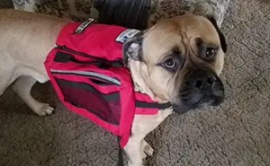 Here's What You Should Do If A Service Dog Approaches You Without Its Owner