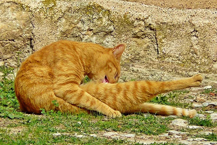 Cat Penises