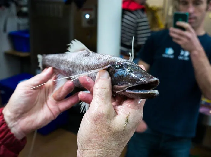 Tripod Fish