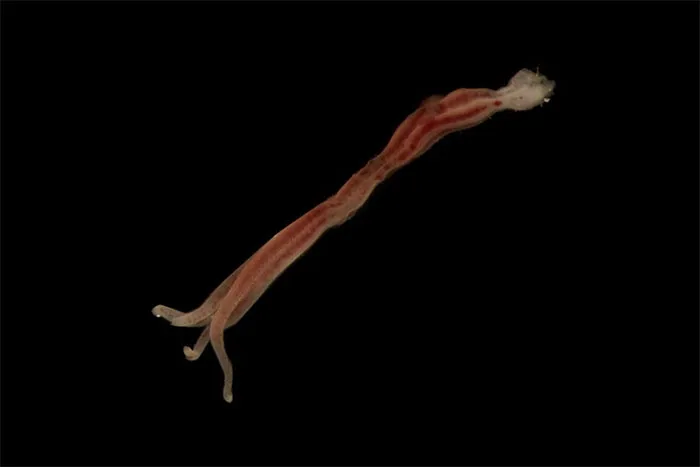 Zombie Worm