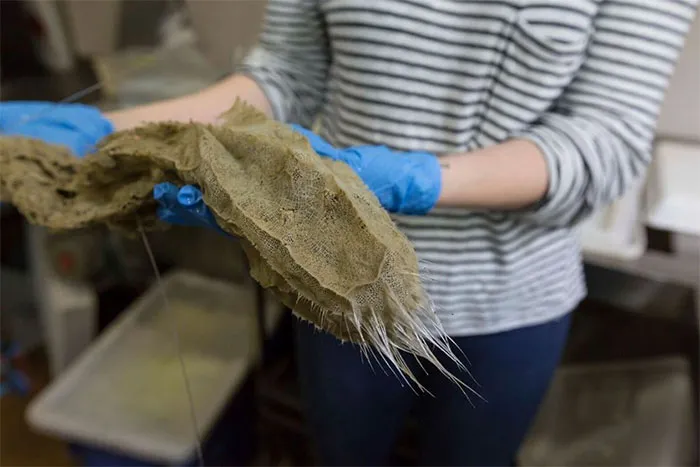 Glass Sponge