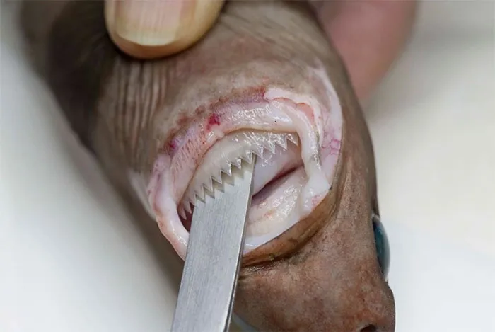 Cookiecutter Shark