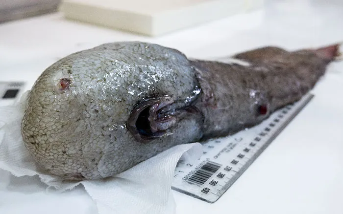 'Faceless' Fish