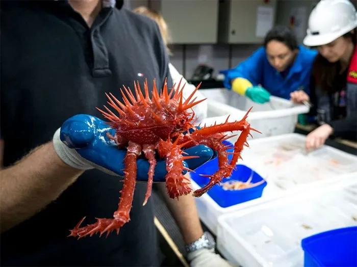 Red Spiny Crab