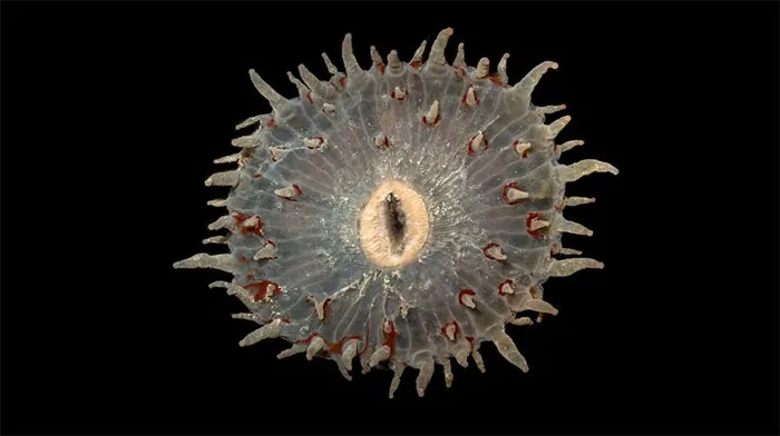 Corallimorph