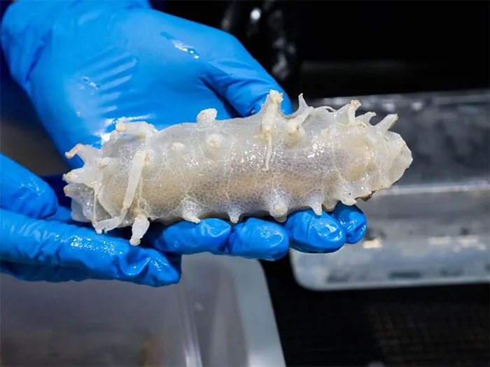 Herd Of Sea Pigs