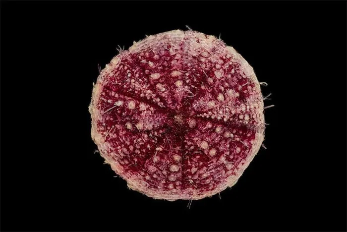 Pancake Urchin