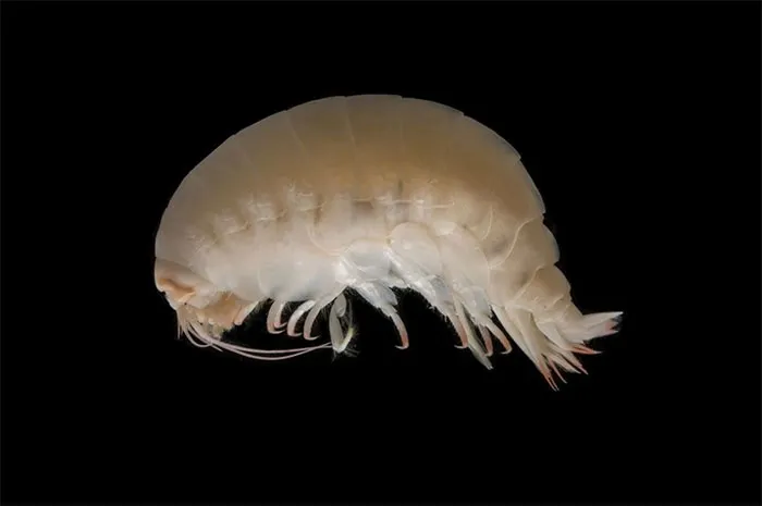Flesh-Eating Crustaceans