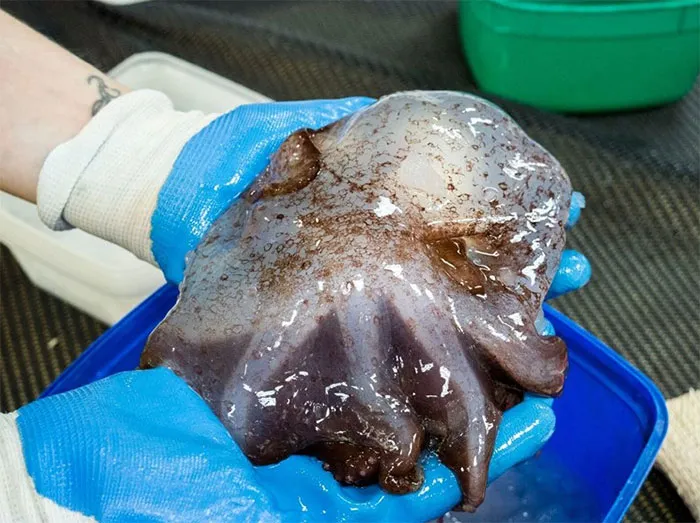 Dumbo Octopus