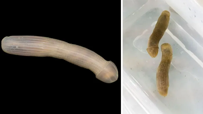 Peanut Worm
