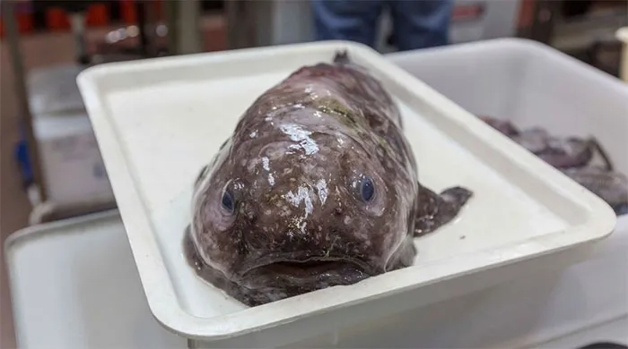 Blob Fish