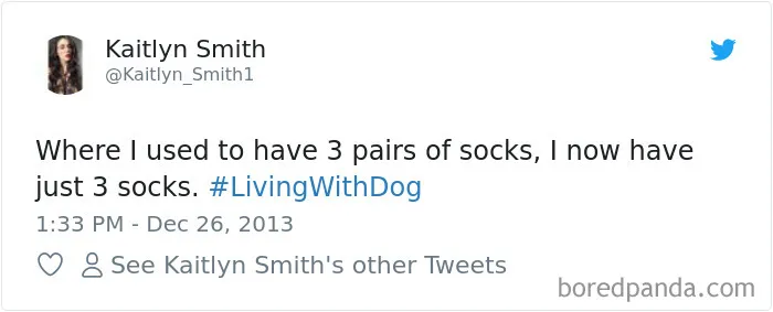 233 Funny Dog Tweets Every Dog Owner Should See ASAP