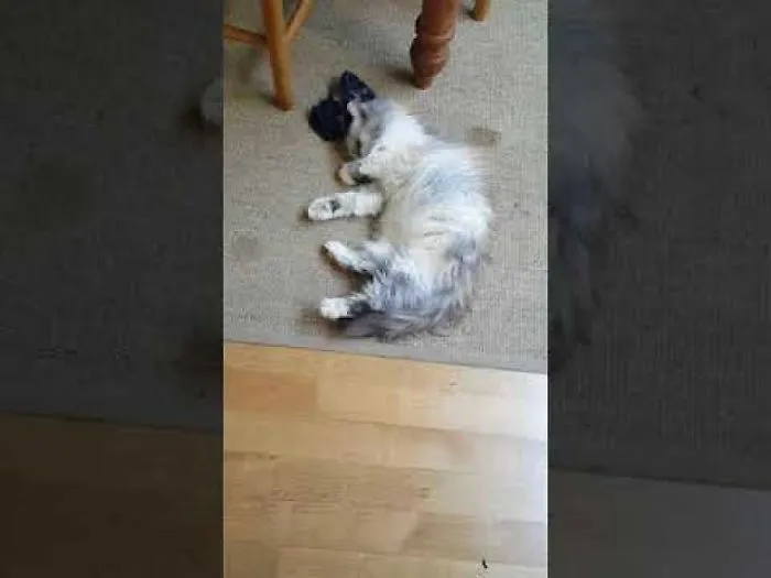 Hooman... Your Sox Rule!