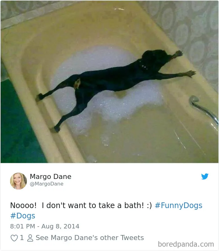 233 Funny Dog Tweets Every Dog Owner Should See ASAP