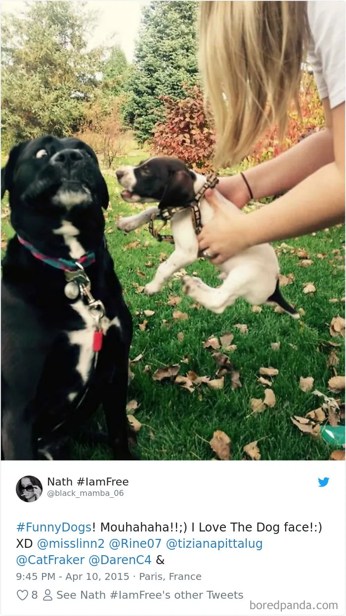 233 Funny Dog Tweets Every Dog Owner Should See ASAP