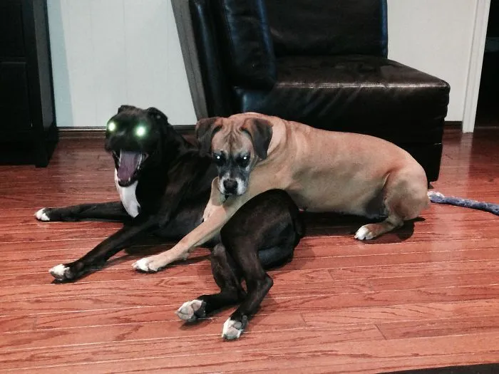 Quise fotografiar a mis perros acurrucados adorablemente y en vez de eso saqué a los engendros del infierno