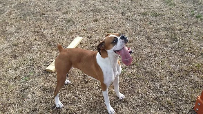 A boxer dog with a long tongue sticking out, standing playfully on grassy ground.