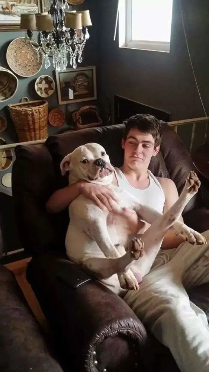 Young man cuddling a boxer dog sitting awkwardly in a cozy chair, highlighting the breed's adorable and quirky nature.