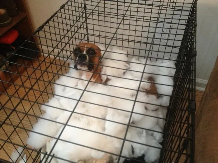 Boxer dog surrounded by shredded cushion stuffing inside a crate, looking adorably goofy.
