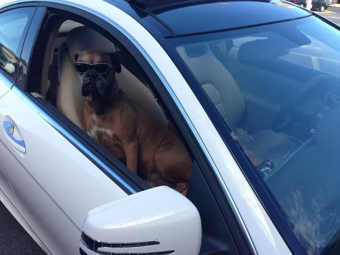 Boxer dog wearing sunglasses sitting in a car, showcasing its adorable and quirky nature.