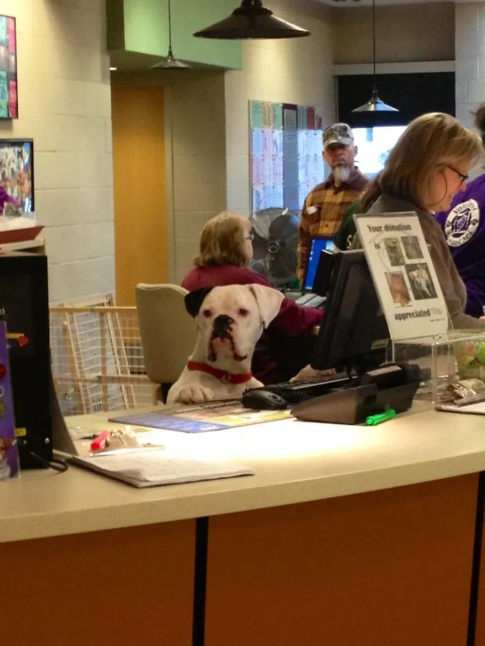 Boxer dog sitting amusingly at a reception desk, surrounded by people in an office setting.