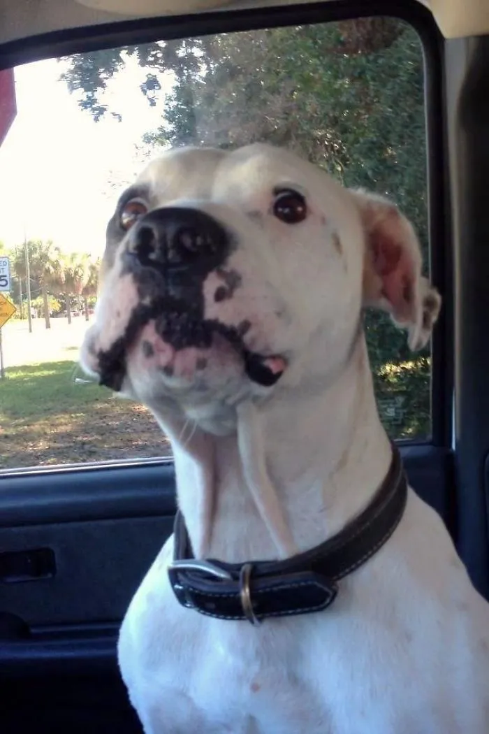 Funny boxer dog with a surprised expression, sitting in a car.