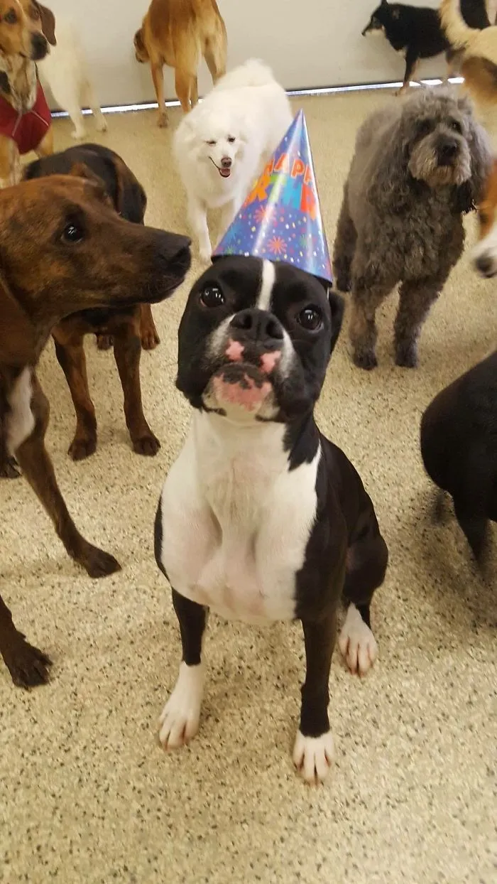 Boxer wearing a party hat surrounded by other dogs, showcasing its adorable and quirky charm.