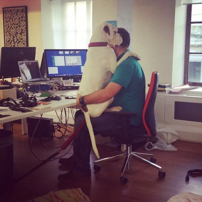 Man sitting in an office chair, embraced by a boxer dog, with a computer setup in the background.