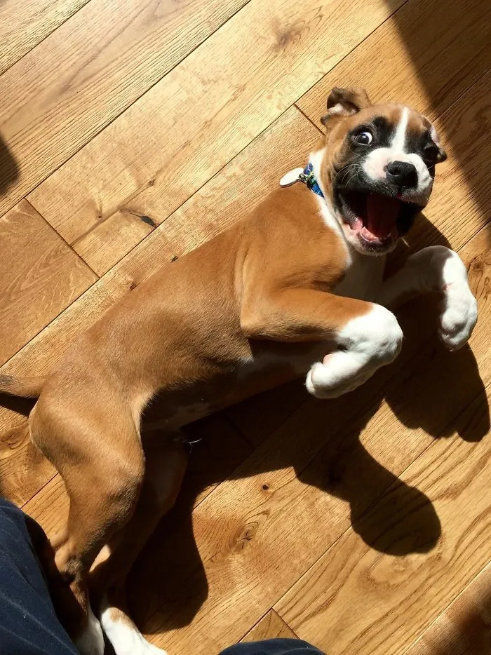 Playful boxer dog lying on a wooden floor, displaying an excited and adorable expression.