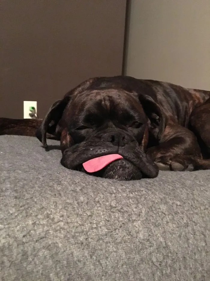 Sleeping boxer dog with tongue out on a grey blanket, showcasing their adorable and goofy nature.