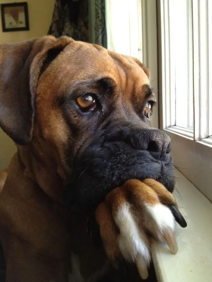 Boxer dog with paw on chin, gazing thoughtfully out a window, showcasing a peculiar yet adorable expression.