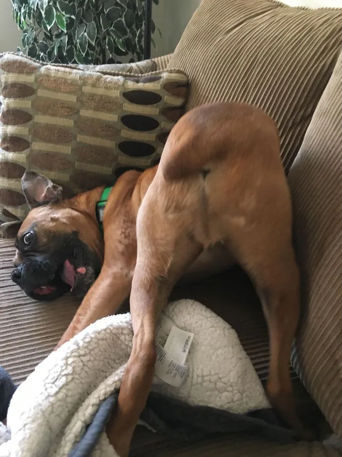 Boxer dog posing humorously on a couch with a playful expression, showcasing their quirky and adorable nature.